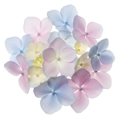 Individual Hydrangea Flower Petals