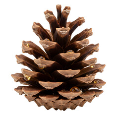 Pine Cone