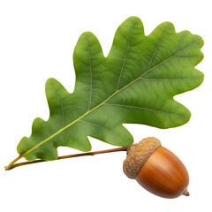 Acorn with Leaf