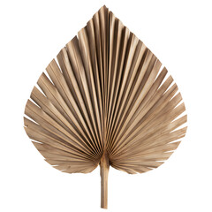 Single Dried Palm Leaf