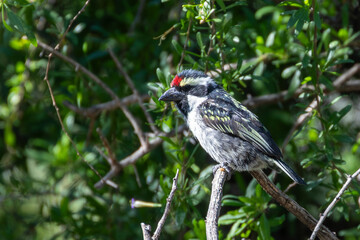 Acacia Pied Barbet (Tricholaema leucomelas)  perched in woodland, Karoo National Park, Western Cape, South Africa