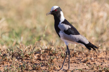 Obraz premium Blacksmith Lapwing (Vanellus armatus) previously Blacksmith Plover, Intaka Island, Cape Town, South Africa at edge of salt vlei
