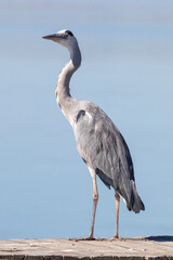 Fototapeta premium Grey Heron (Ardea cinerea) perched on jetty fishing, Berg River Estuary, Velddrif, West Coast, South Africa against blue sky