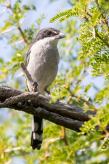 Male Southern Fiscal (Lanius collaris) aka Fiscal Shrike, Butcher Bird, Jackie Hangman perched in Acacia tree, Breede River Valley, Western Cape, South Africa