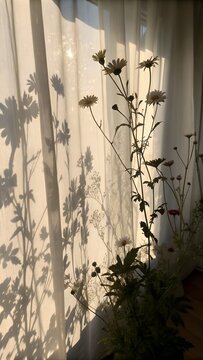 Plant shadows on curtain with sunlight