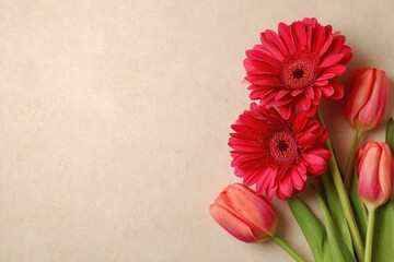 Close-up of vibrant pink gerbera daisies and tulips with green stems against a beige backdrop