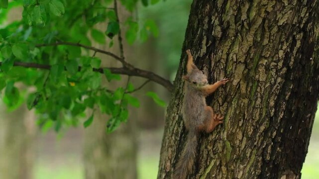 Squirrel climbs a tree trunk and looks around while exploring the park. The animal moves smoothly while interacting with the environment.