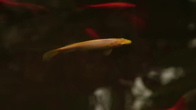 Colorful fish move around in the aquarium while showing their bright yellow and red colors against the green plants in the water.