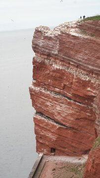 Dramatic seabird cliffs of Helgoland packed with nesting gannets and guillemots above the North Sea, vibrant red rock ideal for wildlife editorials.