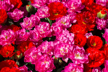 tulips flowers in the park - Keukenhof, the Netherlands