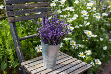 Beautiful fresh lavender flowers in a vase on chair