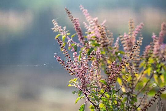 Tulsi (holy basil) plant with delicate purple flowers in natural light, symbolizing spirituality, Ayurveda, and traditional Indian herbal medicine.