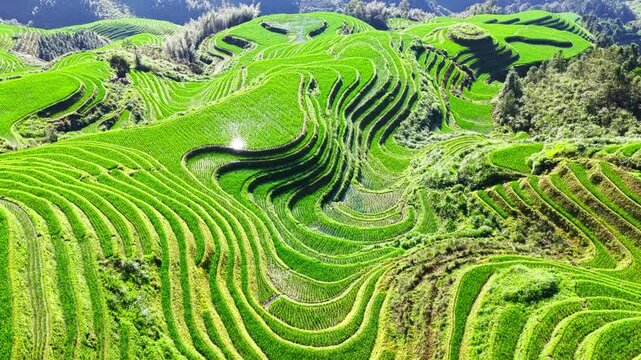 Aerial shot of lush green rice terrace in Longsheng, China with bright sunlight reflecting on the water.