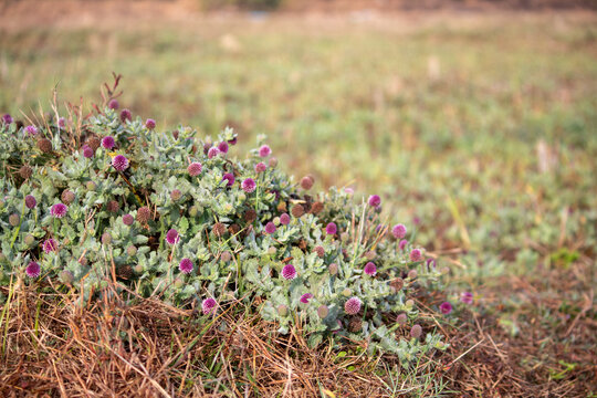 Grassland Plant" Images  Browse 266 Stock Photos, Vectors, and Video |  Adobe Stock