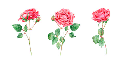 Naklejka premium A set of watercolor roses, a beautiful floral illustration. Hand-drawn, isolated on a white background. Suitable for design and printing, for cards, invitations, etc.