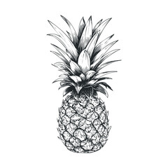 Obraz premium Single pineapple fruit depicted in a classic hand-drawn sketch style, showcasing its textured skin and spiky crown leaves, perfect for vintage-inspired designs and tropical themes.