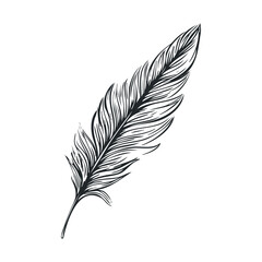 Obraz premium Single elegant feather illustration with a detailed, hand-drawn texture, showcasing its delicate form and natural beauty in a classic sketch style.