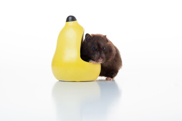 Funny domestic hamster climbing into a yellow feeder, isolated on a white background. Cute and playful pet behavior concept.