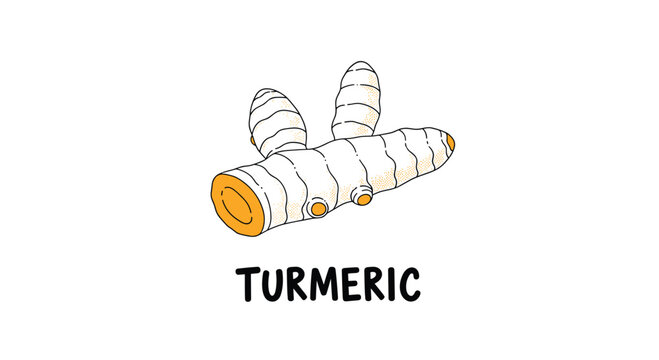 Detailed botanical illustration of a turmeric root with clear text below for spice labels, herbal medicine, and culinary ingredient info.
