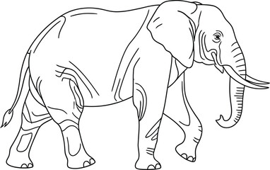 Fototapeta premium Adobe Illustrator Artwork