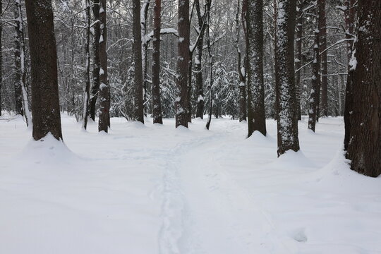 A trail in the snow in the forest among rare trees