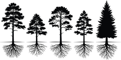 Set of detailed black pine tree silhouettes with visible root systems underground showing different coniferous species isolated on white background © Nerandro