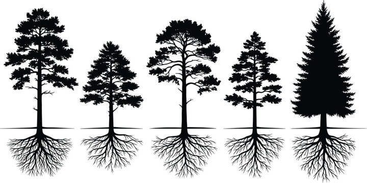 Set of detailed black pine tree silhouettes with visible root systems underground showing different coniferous species isolated on white background