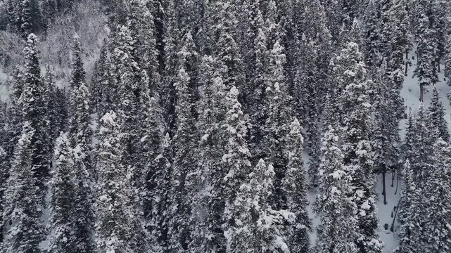 Aerial Truck Shot of Winter Pine Forest with Snow Falling from Branch and Tree Stumps, Cinematic Drone View of Snowy Forest, Side View of Dense Conifer Forest with Sudden Snow Shedding from Pine Tree