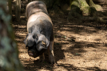 Cochon basque, Kintoa