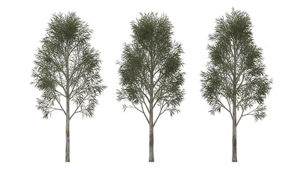 eucalyptus tree with slender trunk and narrow green leaves isolated on white background for architectural rendering and digital design