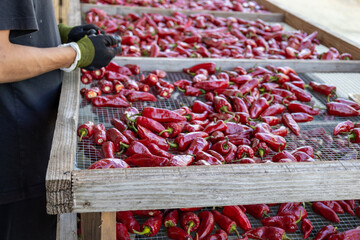 Tri des piments &agrave; Espelette