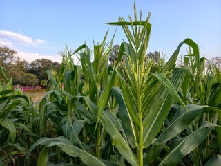 corn plant in farmer's garden.