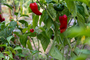 Culture du piment d'Espelette