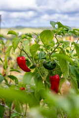 Piment d'Espelette AOC