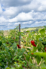 Champ de piment d'Espelette