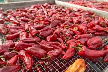 Piments d'Espelette qui s&egrave;chent