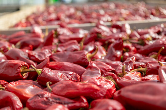 Piment Pays Basque