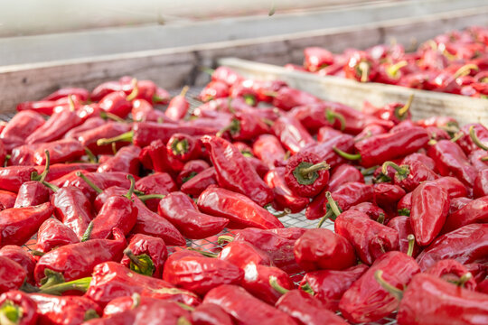 Piments d'Espelette