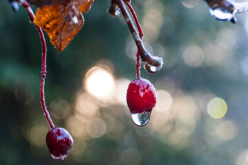 Close-up of red berries with frozen water drops. Shallow depth of field.