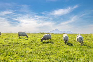 Moutons au pays Basque
