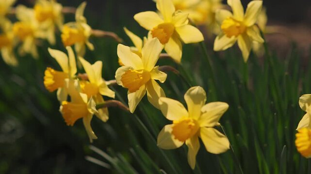 Wild daffodil Narcissus pseudonarcissus flowers. Amaryllidaceae perennial bulbous plants. The trumpet-shaped flowers bloom from winter to spring