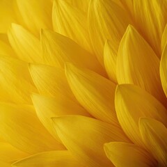 Obraz premium Close-up vibrant sunflower petals and pollen, bright yellow macro floral texture, natural background