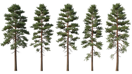 Obraz premium five pine trees isolated on white for architectural landscape rendering graphic design elements and natural environment visualization projects