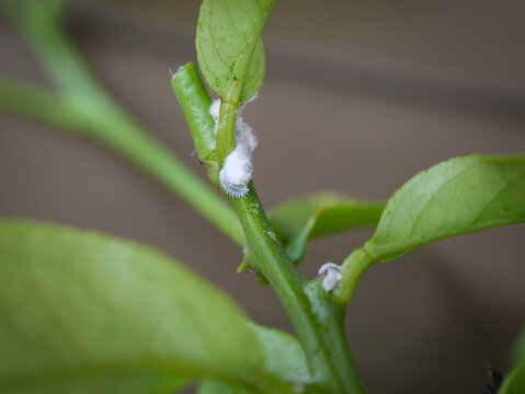 CLOSE UP, DOF: White, fuzzy mealybugs clustered on green stem of a houseplant. Common pests produce a characteristic waxy coating that is harmful to plants and causes mold. Infestation in home jungle.