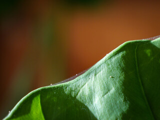 CLOSE UP, DOF: Fine, silken webbing produced by spider mites along the edge of a vibrant green alocasia leaf. Tiny white specks indicate subtle but destructive signs of common houseplant infestation.