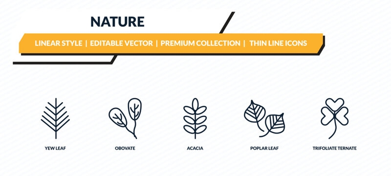 nature icons set - yew leaf, obovate, acacia, poplar leaf, trifoliate ternate outline vector collection.