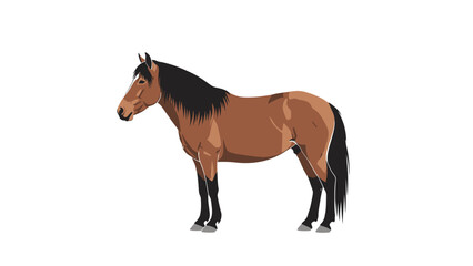 Obraz premium Brown horse standing profile view against white background