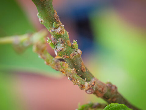 CLOSE UP, DOF: Heavy infestation of brown scale insects is captured in sharp detail along a green stem of poinsettia plant. Harmful tortoise scales with protective shells feeding on the houseplant.