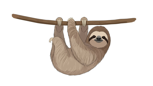Cute sloth hanging from a branch on white background.
