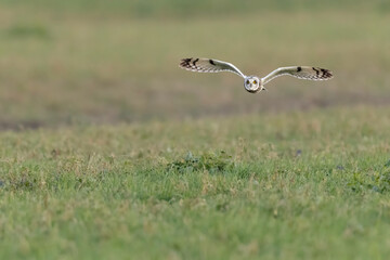 Short-eared Owl (Asio flammeus) flying low over field in winter, Po Valley, Italy.